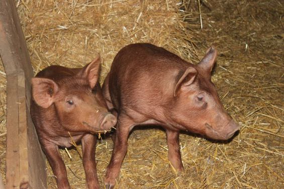 Charlotte and Wilbur