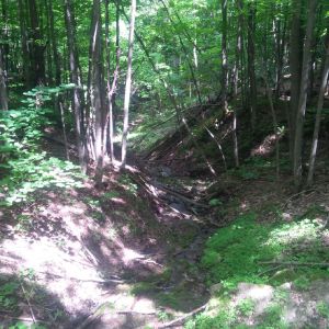 Lush forests in Ontario, Canada