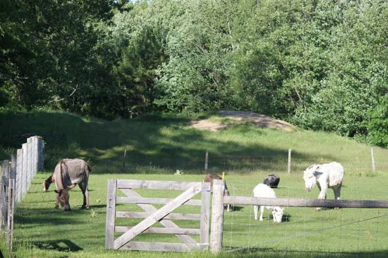 A Quiet Hobby Farm outside of Woodstock, ON, Canada