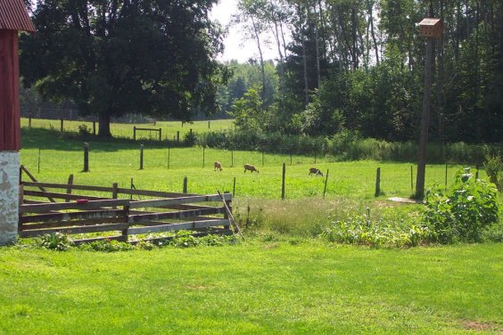 Green Pastures of Frog Hollow
