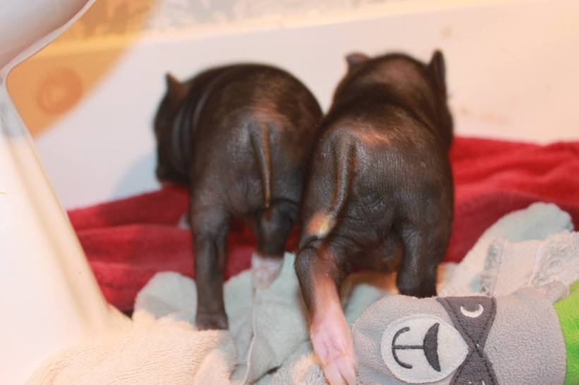 Cute Piggy Bums